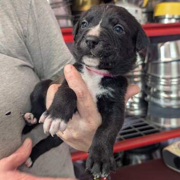 Amy -  Pit Bull Terrier Dog for Adoption in Jefferson City, Tennessee - Amy | PetCurious