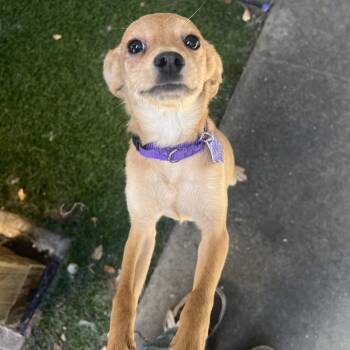 Honor -  Chihuahua and Mixed Breed Dog for Adoption in San Francisco, California - Honor | PetCurious