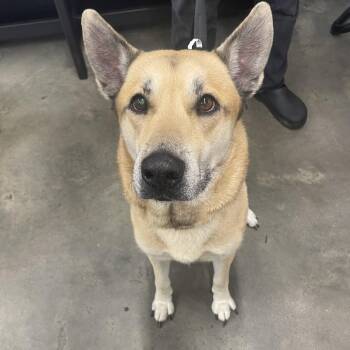 German Shepherd Dog and Mixed Breed Dogs Available for Adoption - Zuko | PetCurious