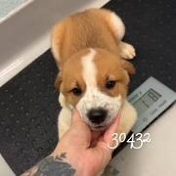 Butkus -  Cattle Dog Dog for Adoption in St. Augustine, Florida - Butkus | PetCurious