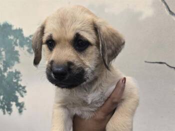 LILLY -  Shepherd Dog for Adoption in Palo Alto, California - LILLY | PetCurious