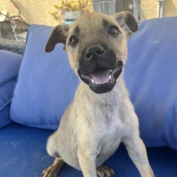 Saylor -  Mixed Breed Dog for Adoption in Escondido, California - Saylor | PetCurious