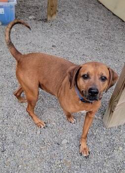 Rescue Rhodesian Ridgeback and Mixed Breed Dogs for Adoption in Elmira, New York - Gypsy | PetCurious