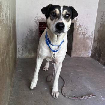 Pointer and Foxhound Dogs Available for Adoption - Regina George | PetCurious