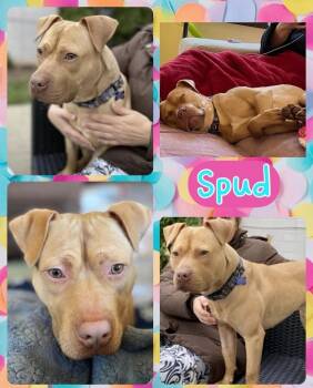Rescue Mixed Breed Dogs for Adoption in Lancaster, New York - Spud | PetCurious