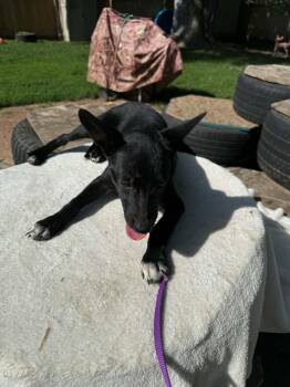 Kirk -  Chihuahua and Terrier Dog for Adoption in North Freedom, Wisconsin - Kirk | PetCurious
