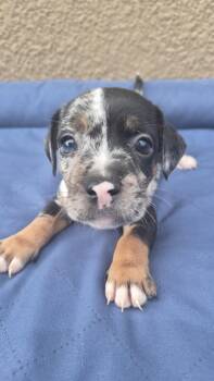 Picasso -  French Bulldog and Chihuahua Dog for Adoption in Orlando, Florida - Picasso | PetCurious