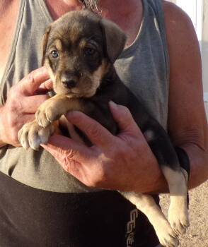 HEATHER -  Labrador Retriever and Shepherd Dog for Adoption in Corona, California - HEATHER | PetCurious