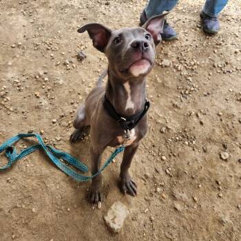 Lasso -  Mixed Breed Dog for Adoption in Philadelphia, Pennsylvania - Lasso | PetCurious