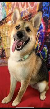 Rescue German Shepherd Dog Dogs for Adoption in Brookings, Oregon - Corey | PetCurious