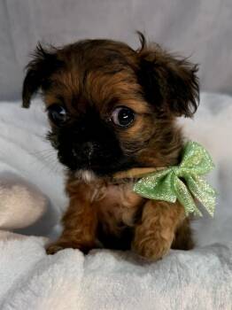 Shih Tzu Dogs Available for Adoption - Nutcracker | PetCurious