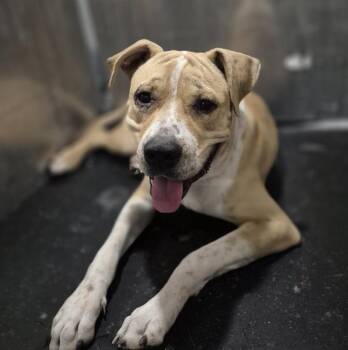 SABER -  American Staffordshire Terrier Dog for Adoption in San Antonio, Texas - SABER | PetCurious