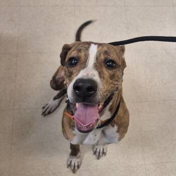 Hazel -  Mixed Breed Dog for Adoption in Lake Panasoffkee, Florida - Hazel | PetCurious