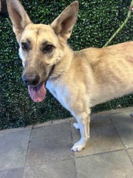 Rescue German Shepherd Dog and Mixed Breed Dogs for Adoption in El Paso, Texas - 59833046 | PetCurious