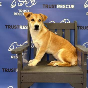 Corgi and Basset Hound Dogs Available for Adoption in Waterford, New Jersey - BONSAI | PetCurious