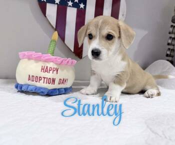 Stanley -  Corgi Dog for Adoption in Mcallen, Texas - Stanley | PetCurious