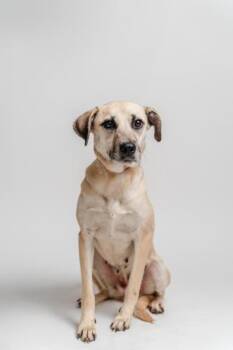 Rescue Yellow Labrador Retriever and Retriever Dogs for Adoption in Liverpool, Texas - Luli | PetCurious