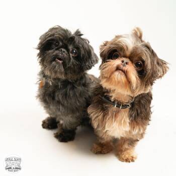 Tollie & Walter - Bonded Pair -  Shih Tzu Dog for Adoption in Fort Montgomery, New York - Tollie & Walter - Bonded Pair | PetCurious