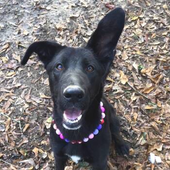 Rescue Shepherd Dogs for Adoption in Parrish, Alabama - PheeBee | PetCurious