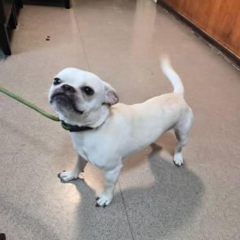 Bro -  French Bulldog and Mixed Breed Dog for Adoption in Pasadena, California - Bro | PetCurious