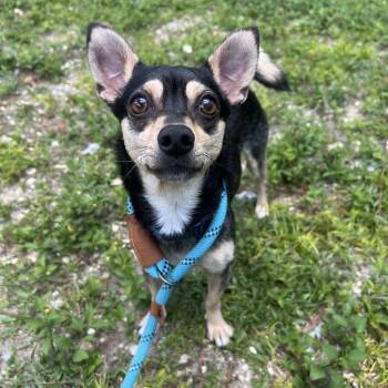 Trafford -  Mixed Breed Dog for Adoption - Trafford | PetCurious