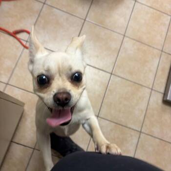 French Bulldog and Pomeranian Dogs Available for Adoption in Pekin, Illinois - Lullaby | PetCurious