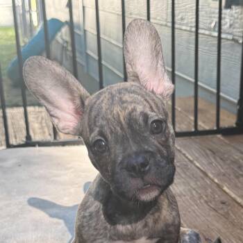 Woodrow -  French Bulldog Dog for Adoption in Cumming, Georgia - Woodrow | PetCurious