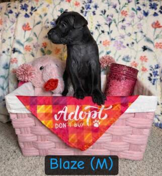American Bulldog Dogs Available for Adoption - Blaze - Igna | PetCurious