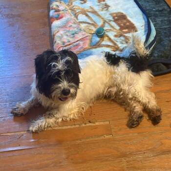 Rivera -  Maltese and Terrier Dog for Adoption in Austin, Texas - Rivera | PetCurious