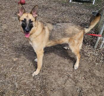 Rescue German Shepherd Dog Dogs for Adoption in Anoka, Minnesota - Sheba-I24067 | PetCurious