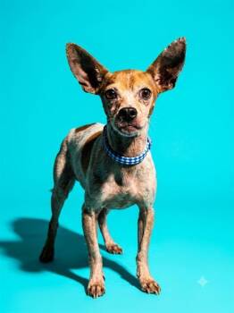 BROCCOLLI -  Mixed Breed Dog for Adoption in Jacksonville, Florida - BROCCOLLI | PetCurious