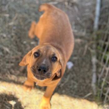Rescue Hound Dogs for Adoption in Enfield, New Hampshire - Jethro | PetCurious