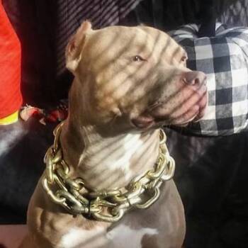 Pit Bull Terrier Dogs Available for Adoption in Philadelphia, Pennsylvania - Lil Man | PetCurious