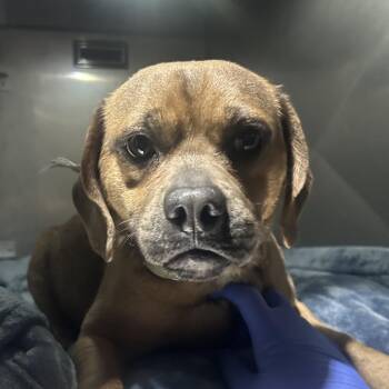 Mixed Breed Dogs Available for Adoption - Wee Man | PetCurious