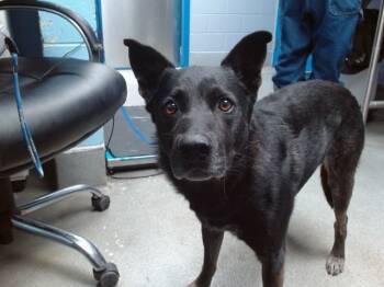 Rescue German Shepherd Dog and Mixed Breed Dogs for Adoption in Albuquerque, New Mexico - BELLOW BARD | PetCurious