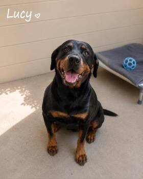 Lucy ( aka Rotti Girl) -  Rottweiler Dog for Adoption in Sylacauga, Alabama - Lucy ( Aka Rotti Girl) | PetCurious