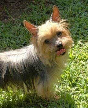 Theo -  Yorkshire Terrier Dog for Adoption in Arlington, Virginia - Theo | PetCurious