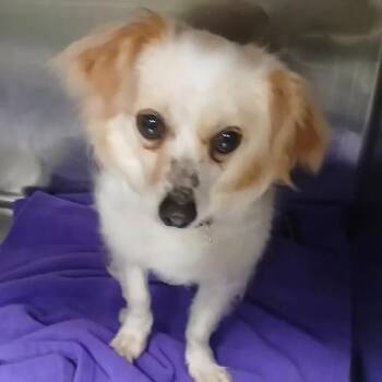 Chihuahua and Mixed Breed Dogs Available for Adoption in Spokane, Washington - Mochi | PetCurious