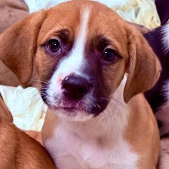 Mayonnaise -  Labrador Retriever and Mixed Breed Dog for Adoption in North Charleston, South Carolina - Mayonnaise | PetCurious