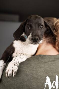 Labrador Retriever Dogs Available for Adoption in Brighton, Colorado - 428-26 | PetCurious