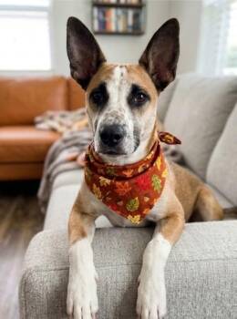 Butters Your Snuggle Buddy -  Australian Cattle Dog Blue Heeler and Shepherd Dog for Adoption in Baytown, Texas - Butters Your Snuggle Buddy | PetCurious