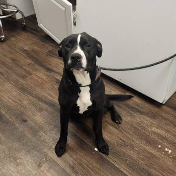 Panther -  Pit Bull Terrier Dog for Adoption in St. Louis, Missouri - Panther | PetCurious