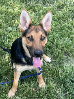 Rescue Shepherd Dogs for Adoption in Evansville, Indiana - Misha | PetCurious