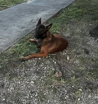 DUKE -  Belgian Shepherd Malinois Dog for Adoption in Doral, Florida - DUKE | PetCurious