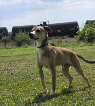 Doc -  Shepherd Dog for Adoption in Huntington, Indiana - Doc | PetCurious