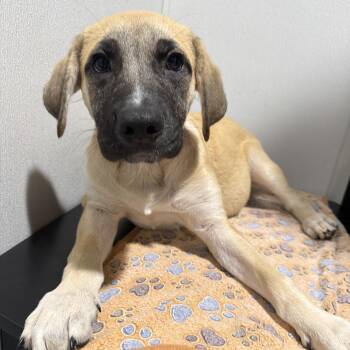 Sneezy -  Black Mouth Cur and Mixed Breed Dog for Adoption in Tampa, Florida - Sneezy | PetCurious