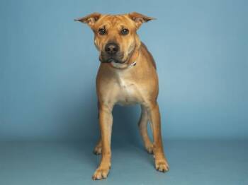 Shar Pei Dogs Available for Adoption - VANNAH | PetCurious