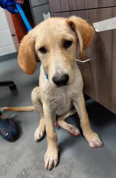 Calvin -  Labrador Retriever and Retriever Dog for Adoption in South Bend, Indiana - Calvin | PetCurious