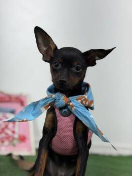 Monty-One of our Amazing Rescue Dogs -  Miniature Pinscher and Mixed Breed Dog for Adoption in Carlsbad, California - Monty-One Of Our Amazing Rescue Dogs | PetCurious