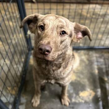 Shepherd and Labrador Retriever Dogs Available for Adoption - Dobby | PetCurious